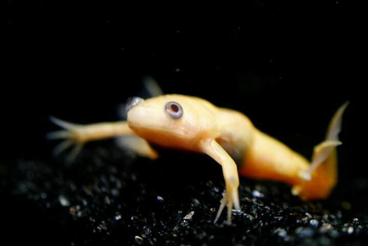 楽天市場 ホワイト アフリカツメガエル ５ｃｍ前後 アクアランド まっかちん