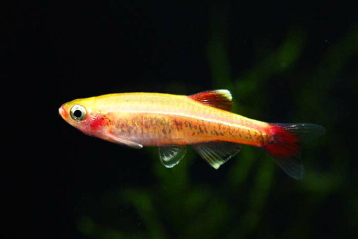 62 以上節約 熱帯魚 コイ アカヒレ Sサイズ 1cm 匹 Shipsctc Org