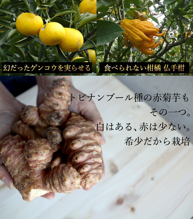 楽天市場 名医のthe太鼓判 菊芋パウダー メール便送料無料 赤菊いもパウダー 武蔵庵 遠赤乾燥赤菊芋粉末 100ｇ 武蔵庵 無着色 無添加 キクイモ イヌリン たけしの家庭の医学 名医のthe太鼓判 注目 代引不可 こだわり食品ジャックと豆の木