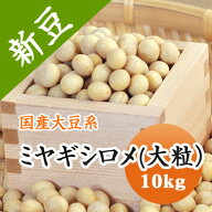 大豆 ミヤギシロメ【令和7年産】宮城県産 10kg　味噌作り綺麗な大豆 味噌 煮豆 豆乳などに..　送料無料！！