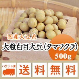 大豆 たまふくら 黄大豆最大サイズ 極大粒白目大豆 タマフクラ 北海道産 高級煮豆用 500g【令和5年産】 メール便 送料無料　お届けに3日～7日かかります