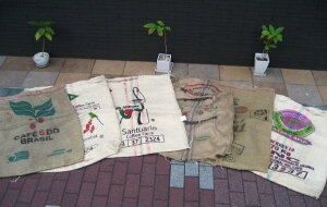 �y �������� �z�R�[�q�[���� (�h���S���X) 6������ 2�`3��� �}���[�Y�����H�[