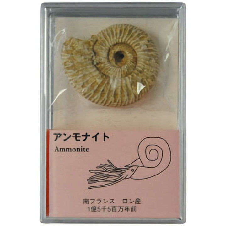 楽天市場】化石 アンモナイト スチロールケース入 × 4個セット : 学びmono