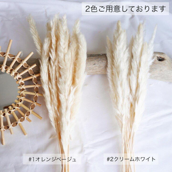 楽天市場 パンパスグラス 4本セット ドライフラワー パンパス クリームカラー ショップディスプレイ アンティーク 小ぶり ミニサイズ パンパスグラスドライ ススキ パンパス単品 ボヘミアンインテリア Manatula