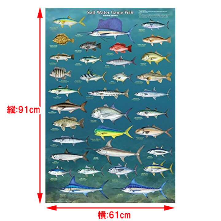 楽天市場 ラミネート ポスター Salt Water Game Fish 北アメリカ 海水魚 輸入ポスター 91cm 61cm 魚 フィッシュ イラスト 雑貨 インテリア Mancave マンケイブ