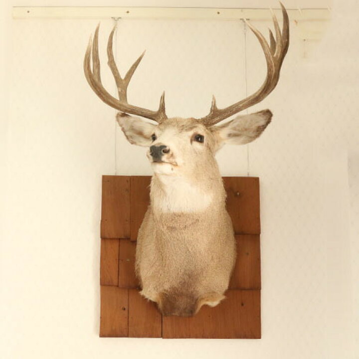 楽天市場】【USED・中古】 牡鹿 剥製 ハンティング トロフィー 特大  