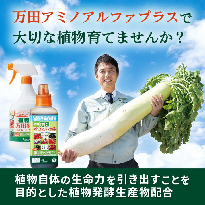 楽天市場】【公式】植物用 万田酵素ストレートタイプ(900ml) スプレー 万田酵素 ストレート 観葉植物 野菜 花 園芸 ガーデニング 植物 活力液 手軽 手入れ 簡単 家庭菜園 オススメ 人気 栄養 元気 初心者 おすすめ 送料無料 : 万田発酵 楽天市場店 楽天市場】【公式】植物用 万田酵素ストレートタイプ(900ml) スプレー 万田酵素 ストレート 観葉植物 野菜 花 園芸 ガーデニング 植物 活力液 手軽 手入れ 簡単 家庭菜園 オススメ 人気 栄養 元気 初心者 おすすめ 送料無料 : 万田発酵 楽天市場店