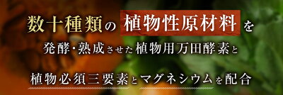 万田アミノアルファプラス100ml液体肥料万田酵素万田発酵【公式】植物性原材料マグネシウム観葉植物野菜花園芸