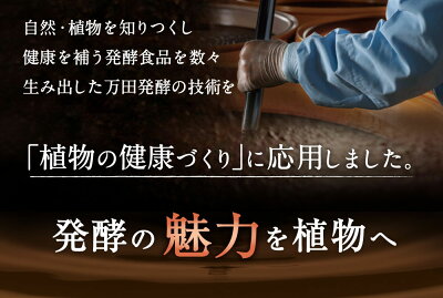 植物用万田酵素ストレートタイプ900ml【送料無料】植物活力液スプレー万田酵素万田発酵【公式】観葉植物野菜花園芸