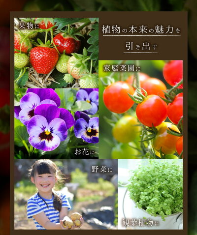 植物用万田酵素ストレートタイプ900ml【送料無料】植物活力液スプレー万田酵素万田発酵【公式】観葉植物野菜花園芸