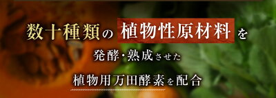 植物用万田酵素ストレートタイプ900ml【送料無料】植物活力液スプレー万田酵素万田発酵【公式】観葉植物野菜花園芸
