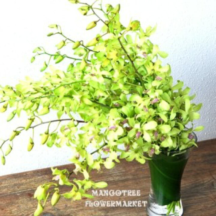 楽天市場 デンファレグリーンの花束 Green Orchid10本 花瓶付き Mangotreeflowermarket