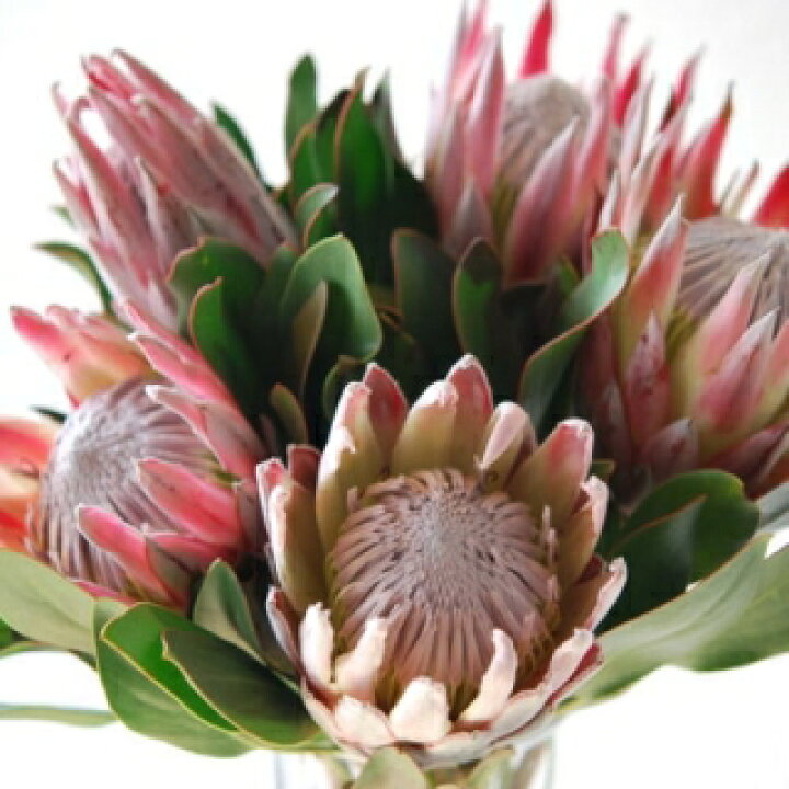 楽天市場 Kingprotea Cut Flower キングプロテア 切り花 5本 Mangotreeflowermarket