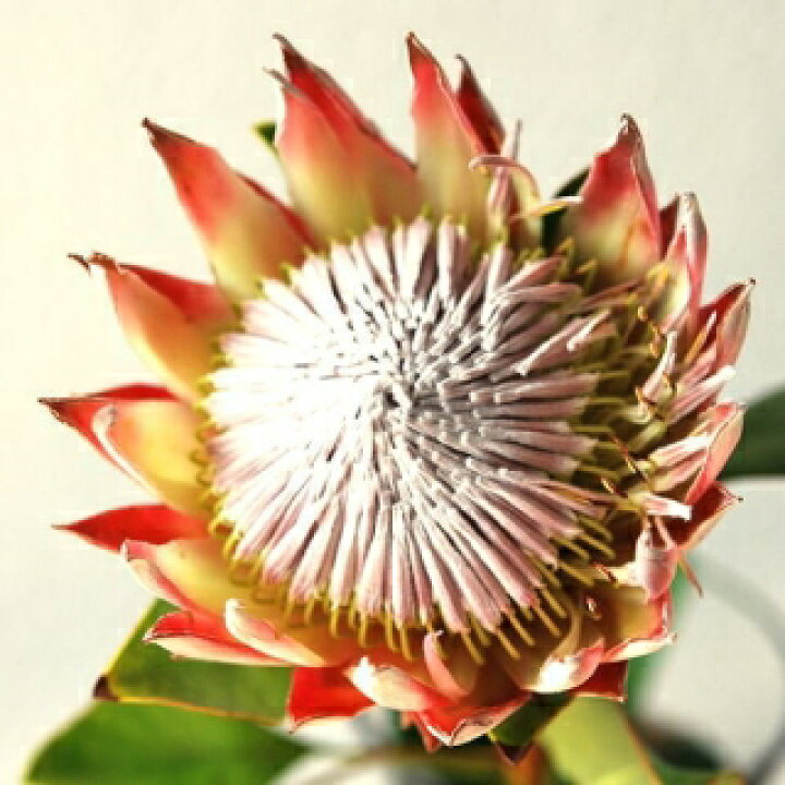 楽天市場 Kingprotea Cut Flower キングプロテア 切り花 １本 Mangotreeflowermarket