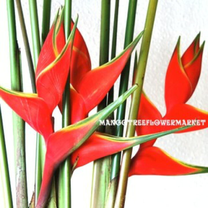 楽天市場 Lobster Claw Heliconia ヘリコニア ロブスタークロウ 切り花 5本 Mangotreeflowermarket 楽天市場 Lobster Claw Heliconia ヘリコニア ロブスタークロウ 切り花 5本 Mangotreeflowermarket
