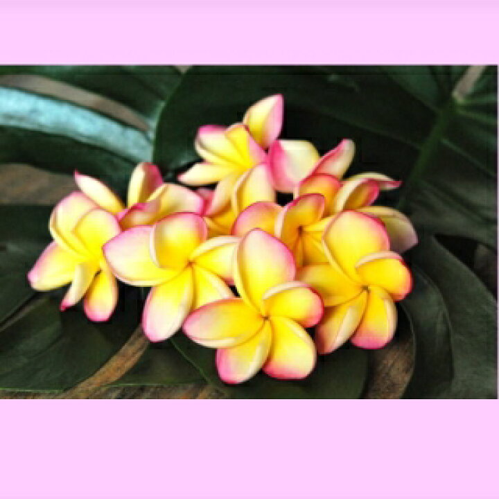 楽天市場 Plumeria Flesh Cut Flower プルメリア生花 10輪 Mangotreeflowermarket