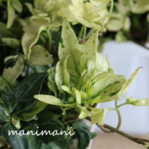 wf ủ؁v3|bgc@L쉀|@񂹐A@[X@ԕc@@O@Ԓd@CeA