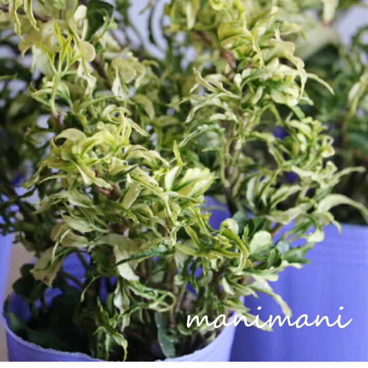 楽天市場 ヘデラ 雪の妖精 2 5寸ポット苗 寄せ植え リース 花苗 室内 屋外 花壇 インテリア 青空花屋 Manimani 楽天市場 ヘデラ 雪の妖精 2 5寸ポット苗 寄せ植え リース 花苗 室内 屋外 花壇 インテリア 青空花屋 Manimani