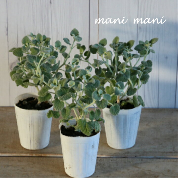 楽天市場 シルバーリーフ バロータ 2 5 3寸ポット苗 香り 寄せ植え リース 青空花屋 Manimani