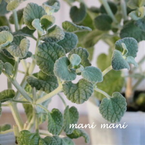 Vo[[tuo[^v2.5`3|bgc@@񂹐A@[X