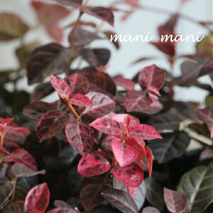 ncLJYu~ρv 3|bgc@񂹐A@ԕc@[t@Ԓd@OhJo[@gt