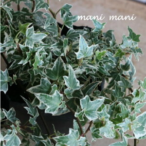 wf wbNXuj[~jVo[v3|bgc@񂹐A A ԕc c h Ԓd  K[fjO G ʊ lG Ǖc [X