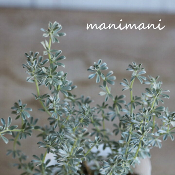 楽天市場 ロータス クレティクス 2 5 3寸ポット苗 寄せ植え リース 花苗 青空花屋 Manimani