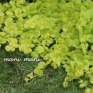 リシマキア「オーレア」3寸ロングポット苗 寄せ植え リース 花苗 リーフ 花壇 グランドカバー