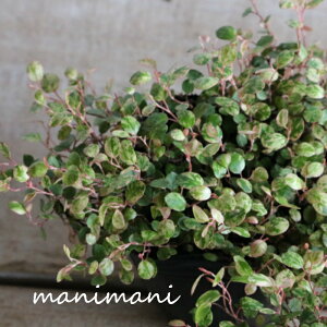 ワイヤープランツ 「スポットライト」3寸ポット苗 寄せ植え リース 花苗 花壇 ガーデニング