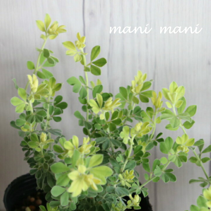 楽天市場 ロータス ブリムストーン 2 5 3寸ポット苗 寄せ植え リース 花苗 リーフ 青空花屋 Manimani