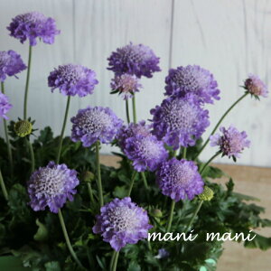 XJrITuu[o[v3.5|bgc@ԕc@񂹐A@Ԓd@A