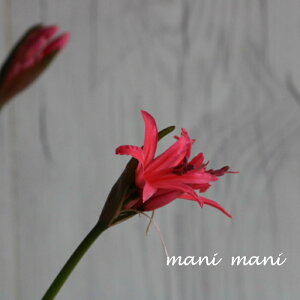 lluTjGVXv3|bgc@@ԕc@؂₩@؂ԁ@AW