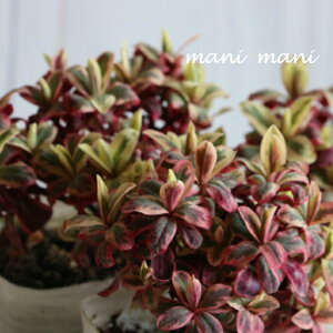 ユーフォルビア「フロステッドフレーム」3.5寸ポット苗 花苗 寄せ植え 庭植え カラーリーフ