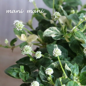 yŐViz|SiueBzv2.5`3O|bgc@J[[t nMO 񂹐A AeB[N A ԕc c h Ԓd  K[fjO G ʊ lG Ǖc