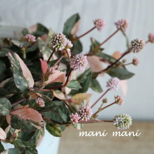 |SiuZusNvuoGK[^v2.5`3O|bgc@ J[[t nMO 񂹐A AeB[N A ԕc c h Ԓd  K[fjO G ʊ 