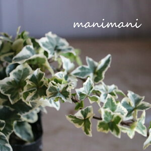 wf u̐Xv3|bgc L쉀|@񂹐A@[X@ԕc@@O@Ԓd@CeA