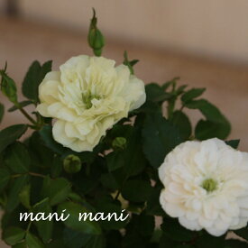 楽天市場 ミニバラ 四季咲きの通販