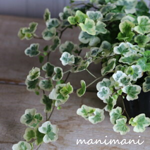プランター 花苗 観葉植物の人気商品 通販 価格比較 価格 Com