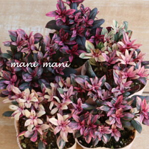 LM\E@uu[Wv@3c@񂹐A@[X@ԕc@gt