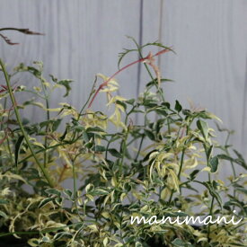 楽天市場 ジャスミン 苗 種類 植物 ジャスミン の通販