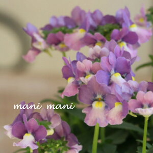 hlVA[e@u~XebNu[vX~̍@3.5|bgc@Â@QuiKg@񂹐A@[X@ԕc@؂₩