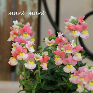 hlVA[e@uObs[vRRA̍@3.5|bgc@Â@QuiKg@񂹐A@[X@ԕc@؂₩