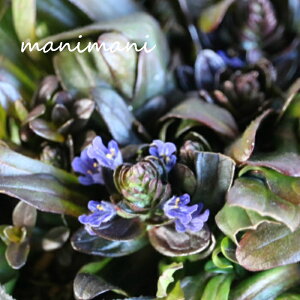 アジュガ「チョコレートチップ」3寸ポット苗 花苗 苗 寄せ植え グランドカバー 庭植え