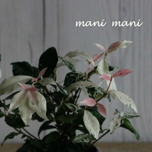 ncLJYuW[uChv3|bgc@񂹐A@ԕc@[t@Ԓd@OhJo[