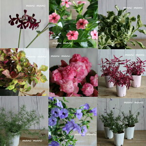 苗 花苗セットの人気商品 通販 価格比較 価格 Com 苗 花苗セットの人気商品 通販 価格比較 価格 Com