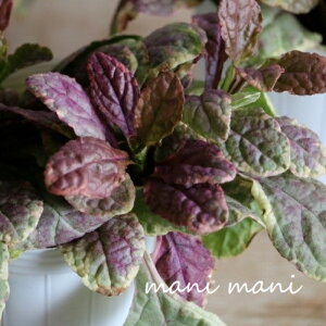 AWKuo[KfBO[v2.5`3|bgc@ԕc@c@񂹐A@OhJo[@A