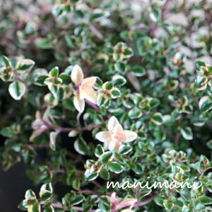 ^CutHbNX[^Cv2.5`3|bg@񂹐A A ԕc c h Ԓd  K[fjO G ʊ lG Ǖc [X nMO [t 