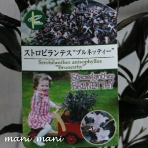 XgreXuulbeB[v3O|bgc@ԕc@񂹐A@Ԓd@c