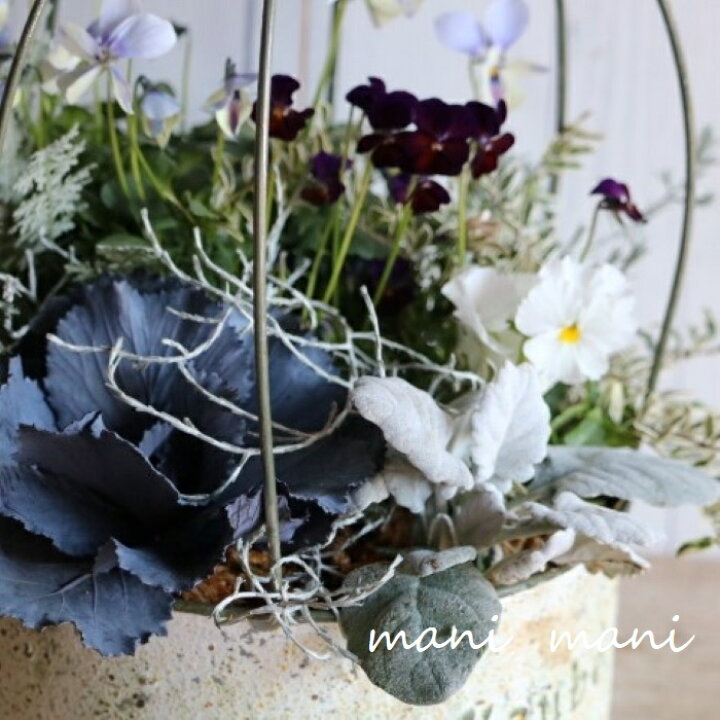 楽天市場 カロケファロス プラチーナ ３寸ポット苗 シルバーリーフ 寄せ植え リース 花壇 シルバーリーフ 青空花屋 Manimani