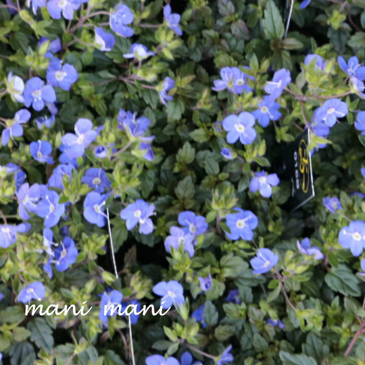 楽天市場 ベロニカ オックスフォードブルー ２ 5寸ポット苗 寄せ植え リース 花壇 ハンギング 青空花屋 Manimani